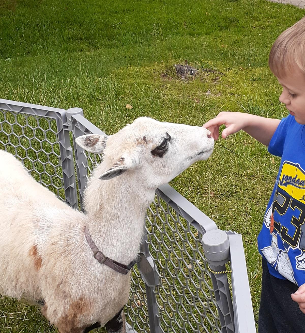 Child petting a white sheep